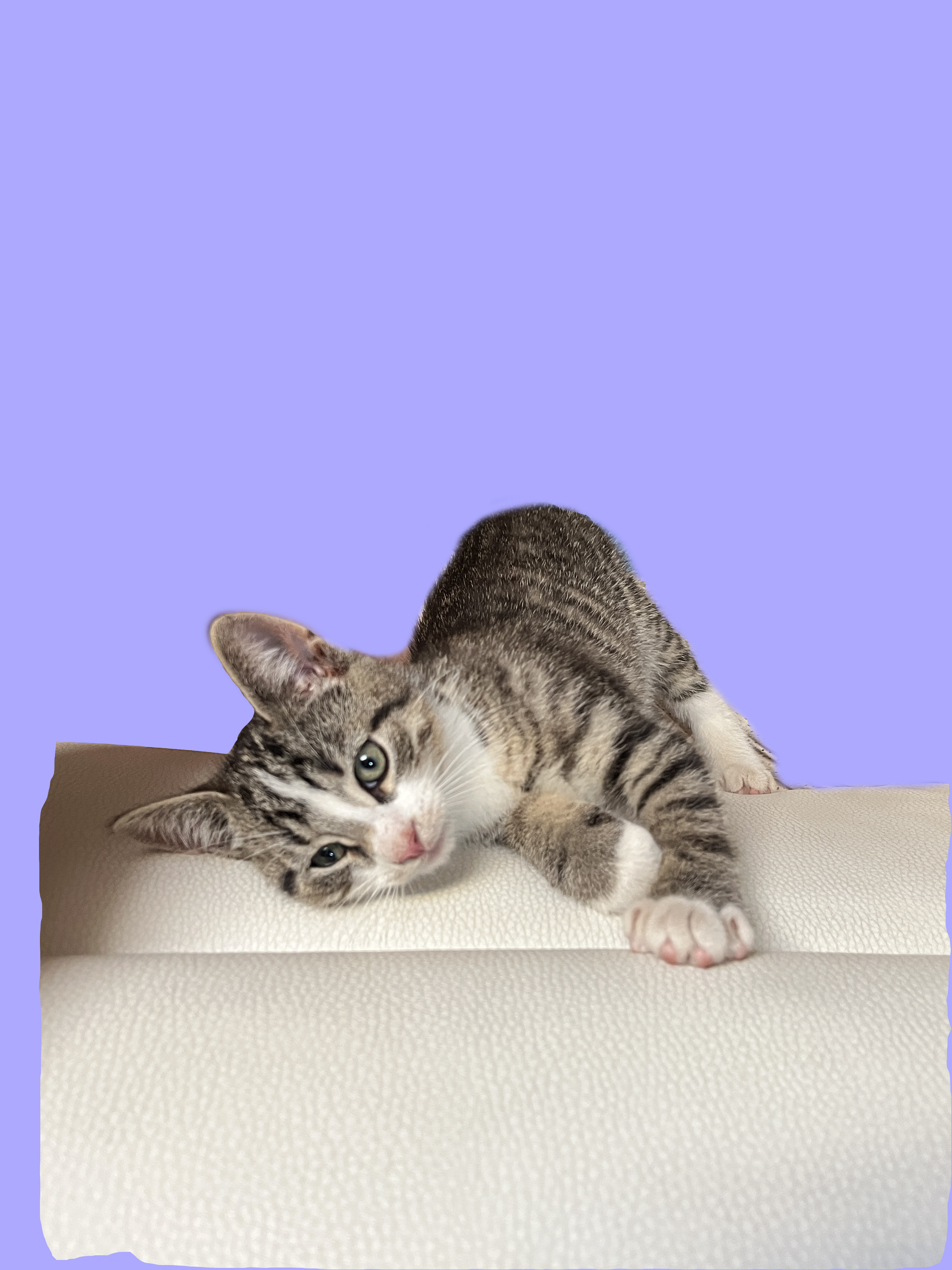 Playful tabby cats lying on a beige textured surface against a purple background. One cat is looking directly at the camera, while the other is stretching out with one paw extended. The kind of pets flüf is built to care for