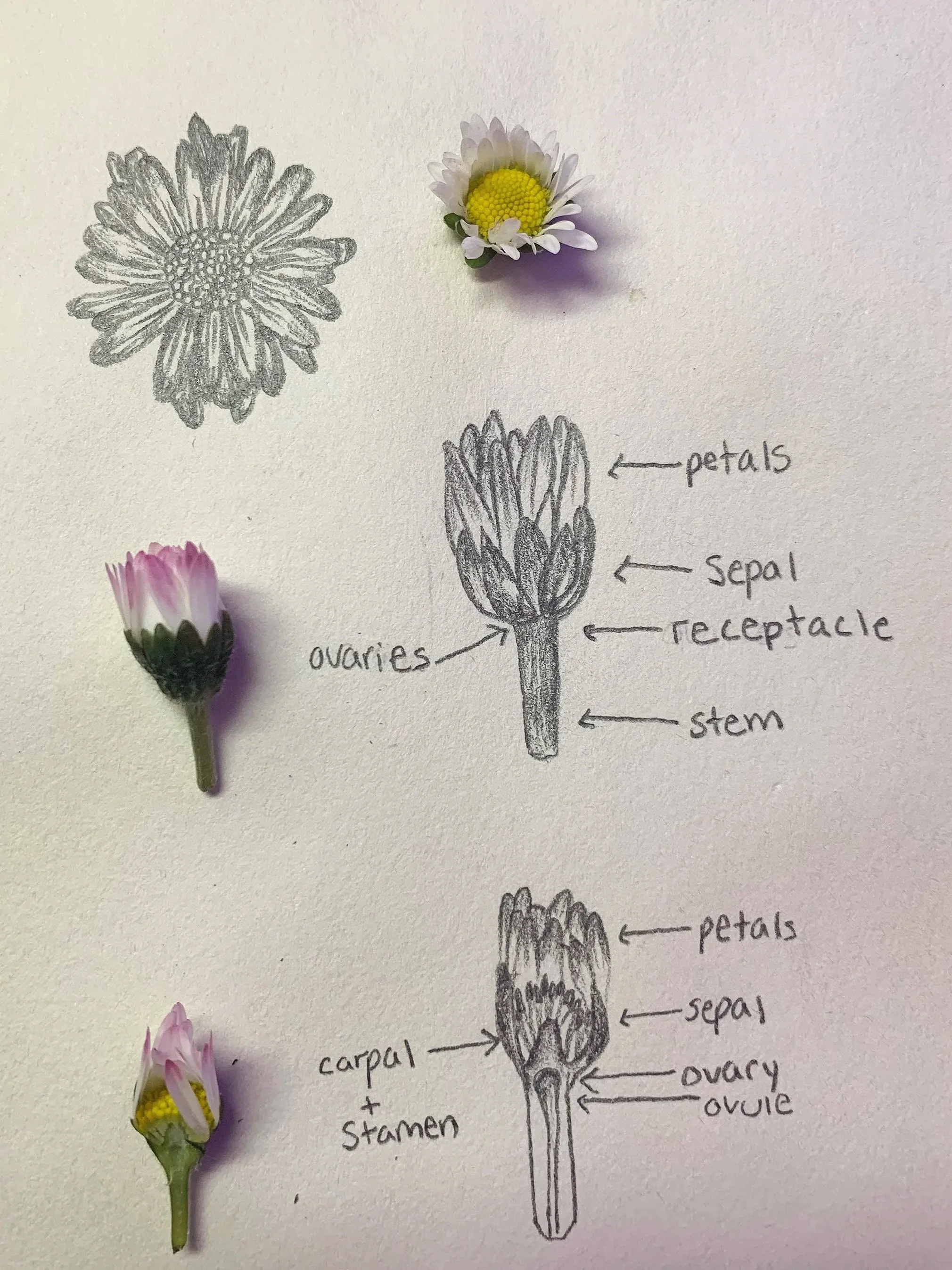 NY study (i), Bellis perennis, Graphite