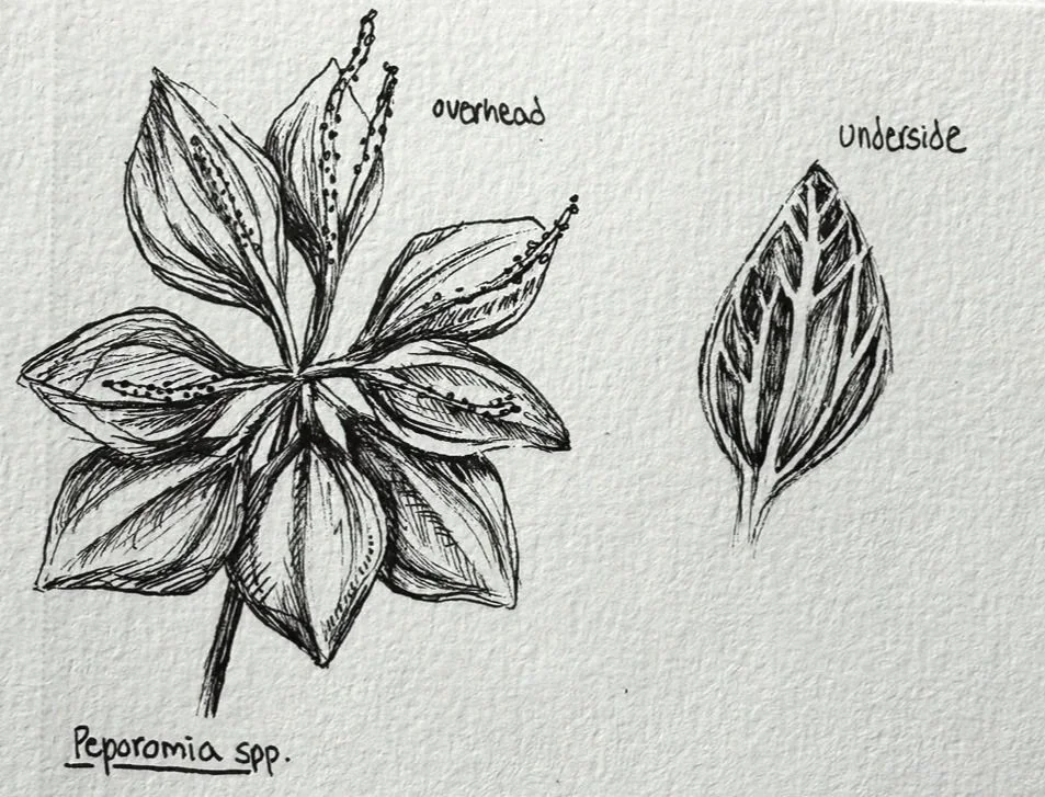 Hawai'i study (i), Peperomia spp., Ink pen