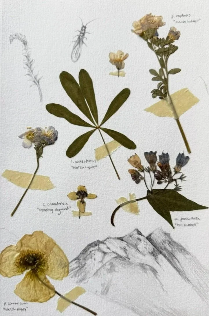 Alaska Study (i), Native Flora of the Kenai Penninsula, Graphite and Pressed Plants
