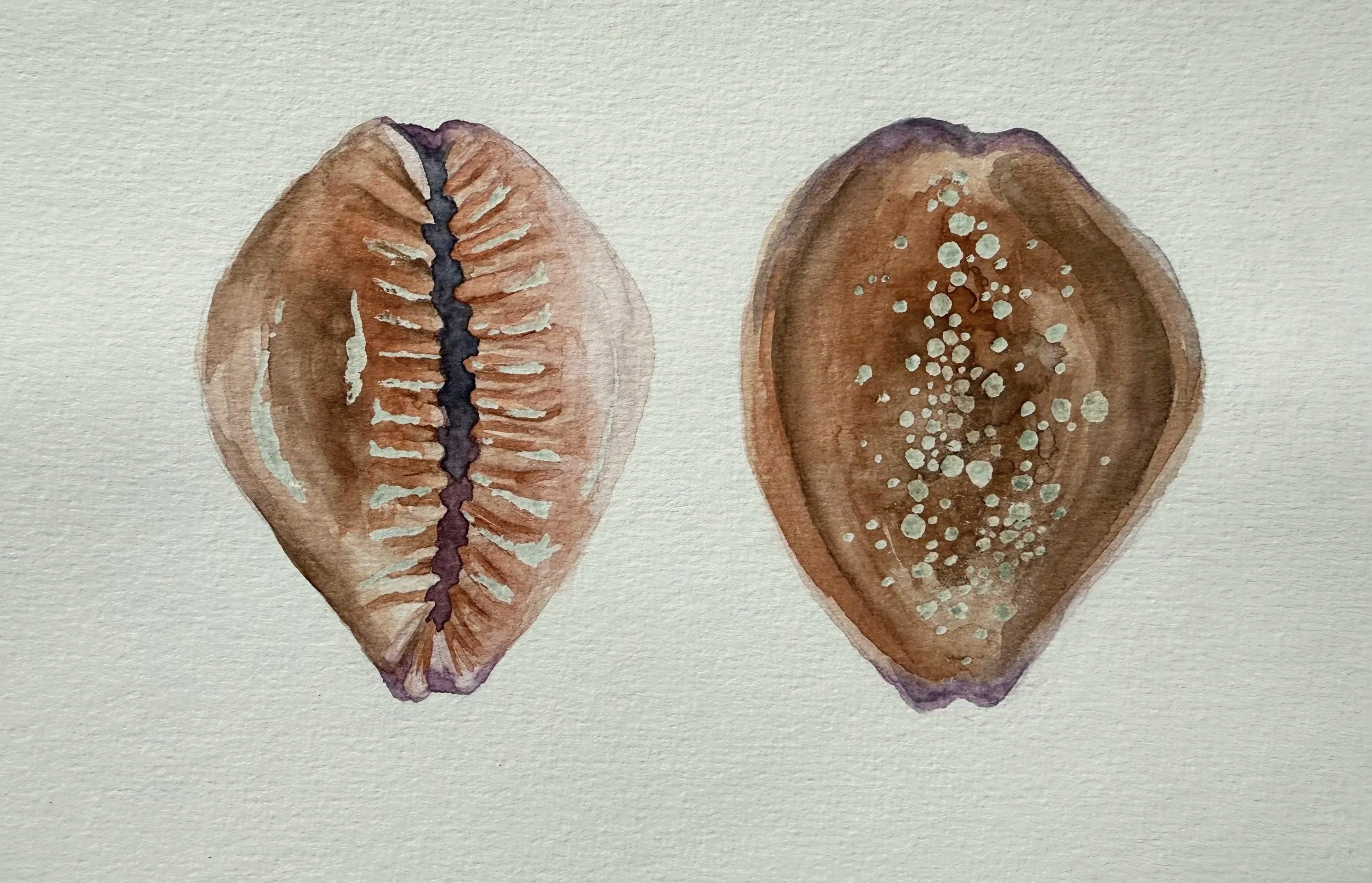 Hawai'i study (ii), Hawaiian Honey Cowery, Watercolor