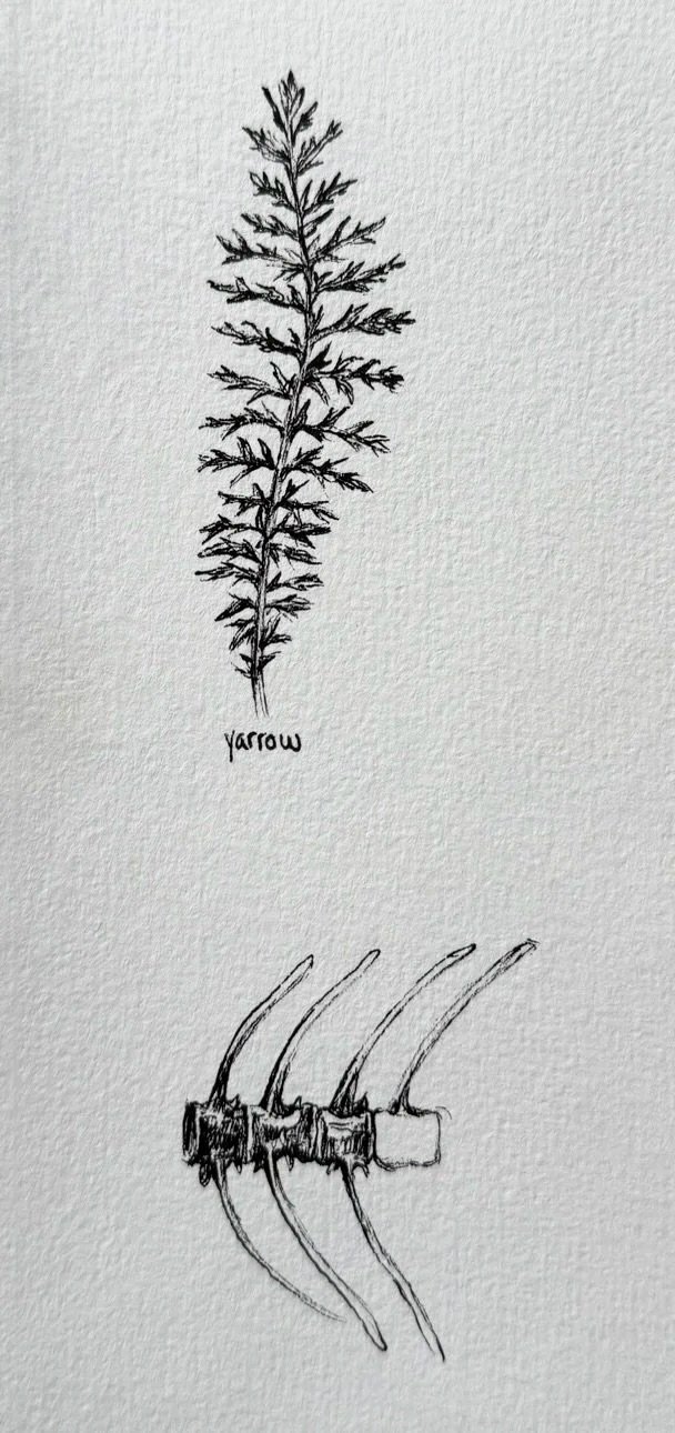 Alaska Study (ii), Yarrow and Sockeye Salmon Vertebra