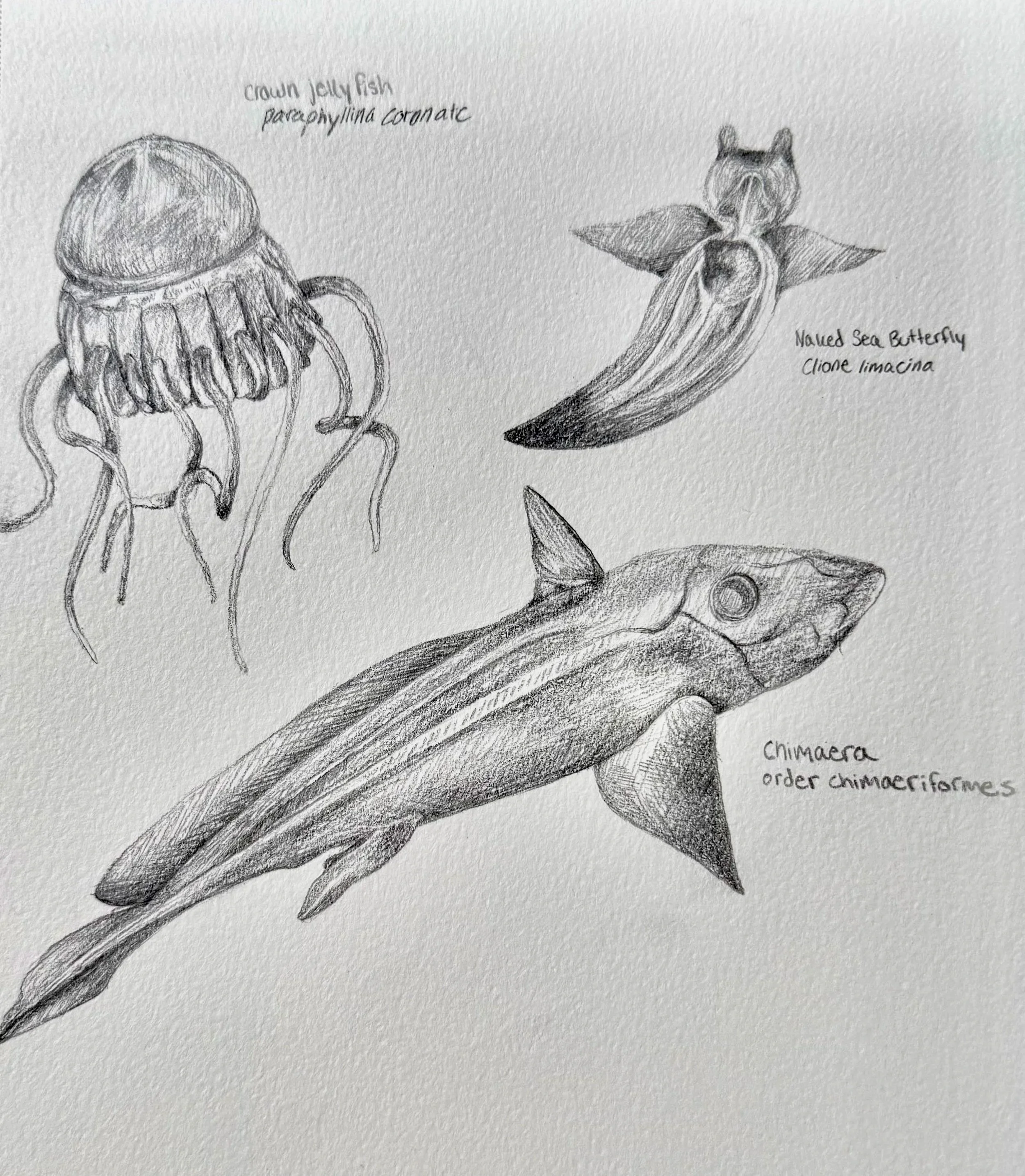 Deep sea study (i), EV Nautalis species, Graphite
