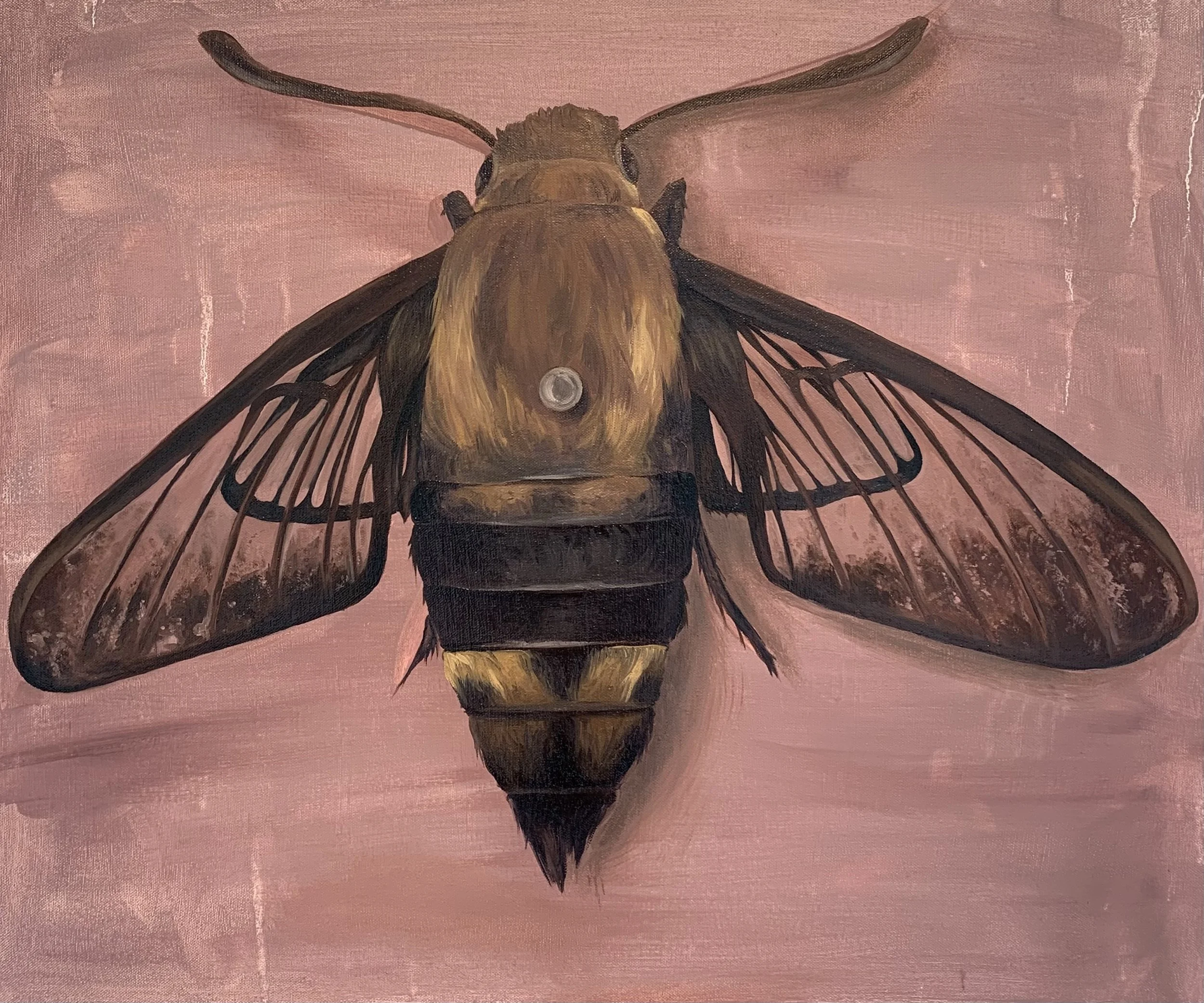 "Hemaris thysbe", Oil on canvas, 2024