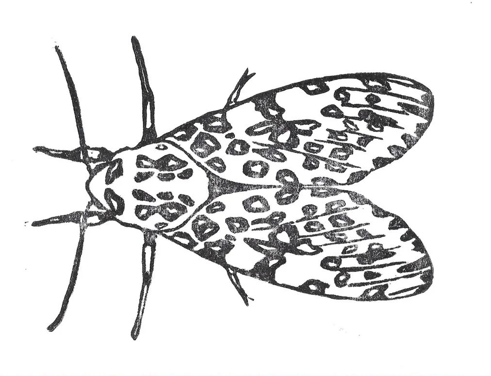 NY study (iii), Giant Leopard Moth, Linoleum carving print 