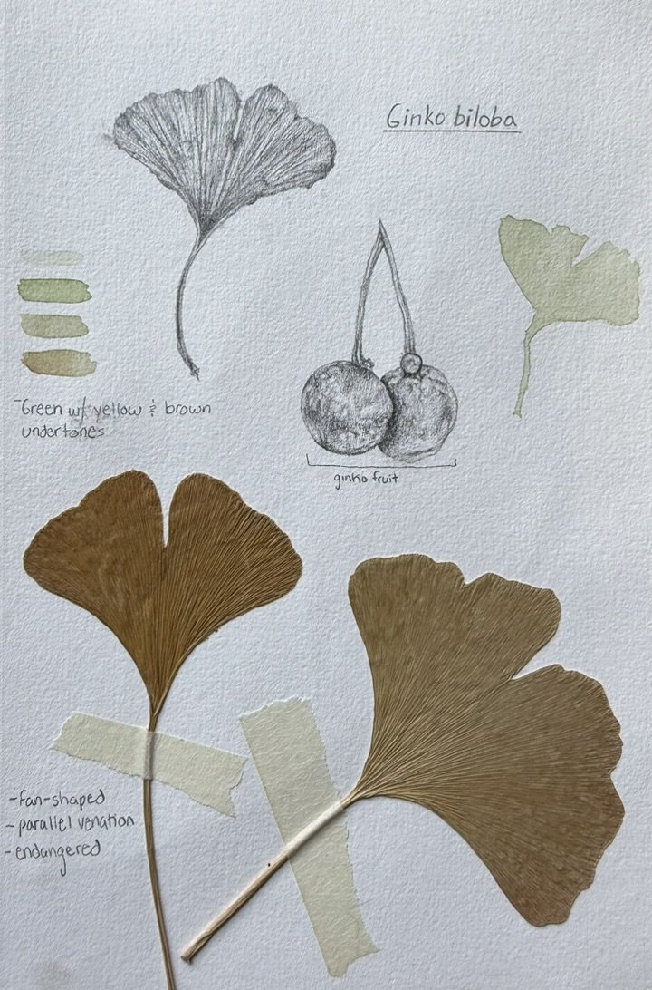 NY study (ii), Ginko biloba, Graphite and Pressed Plants