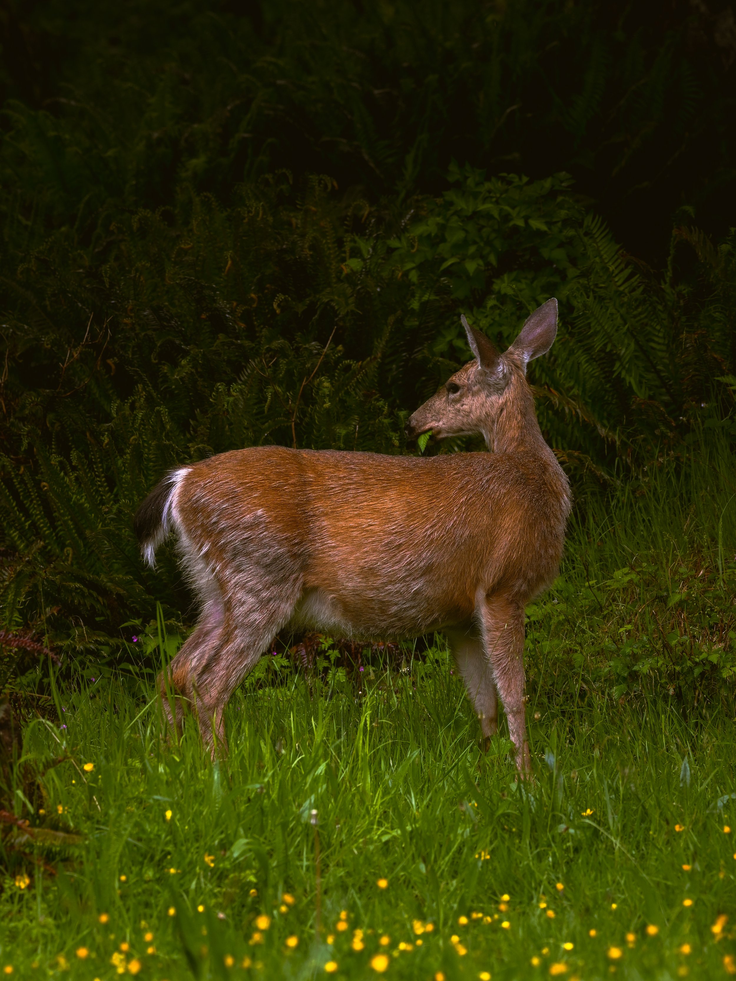 SPS_2090-2.jpg