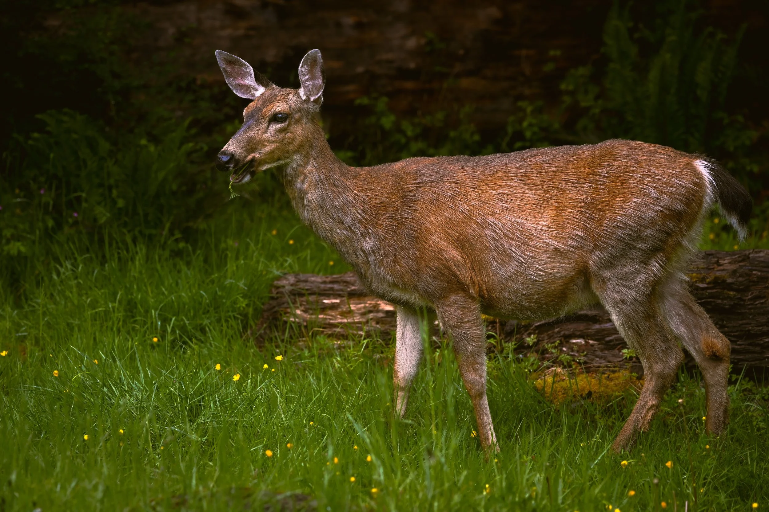 SPS_2152.jpg