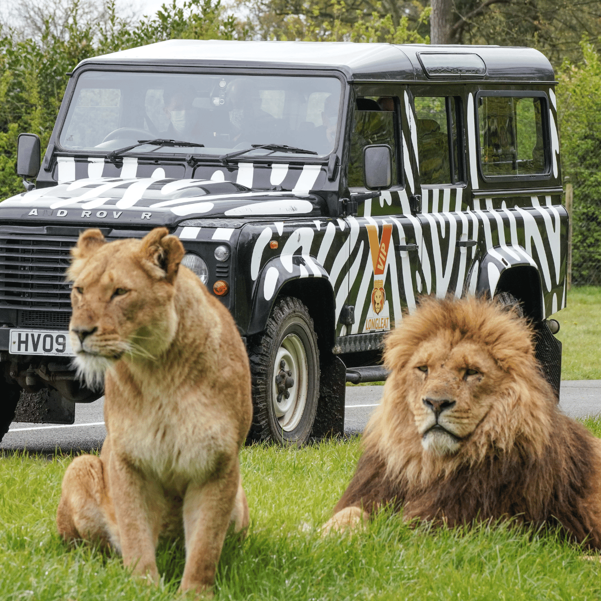 Longleat VIP Safari