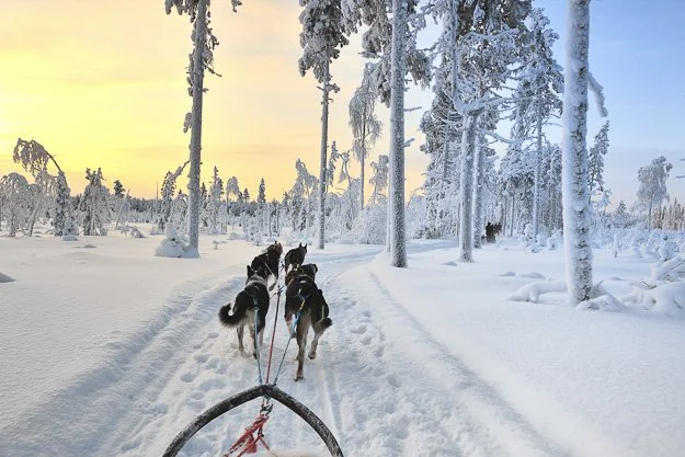 A dog sled team running through a snowy forest at sunset.