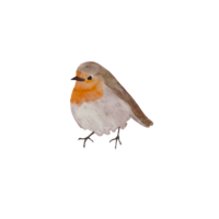 A small bird with brown and white feathers and an orange patch on its face, perched on a surface.