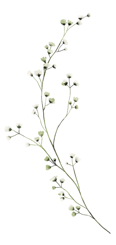Diagram of a plant's branching structure with multiple branches and leaves, some covered in snow.