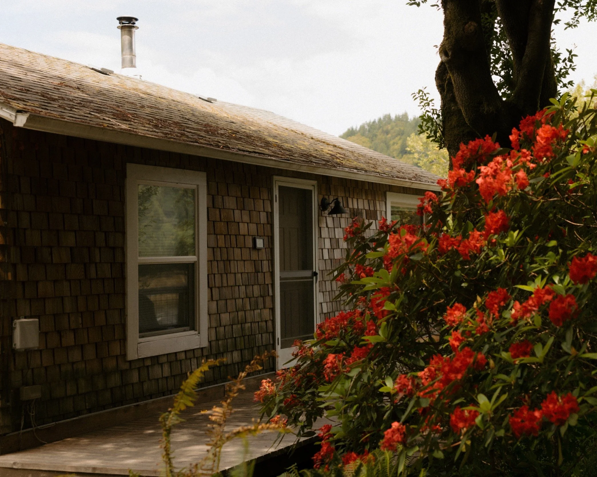 Outside view of a house with wooden shingles and a large tree with orange flowers in the foreground, cloudy sky in the background.