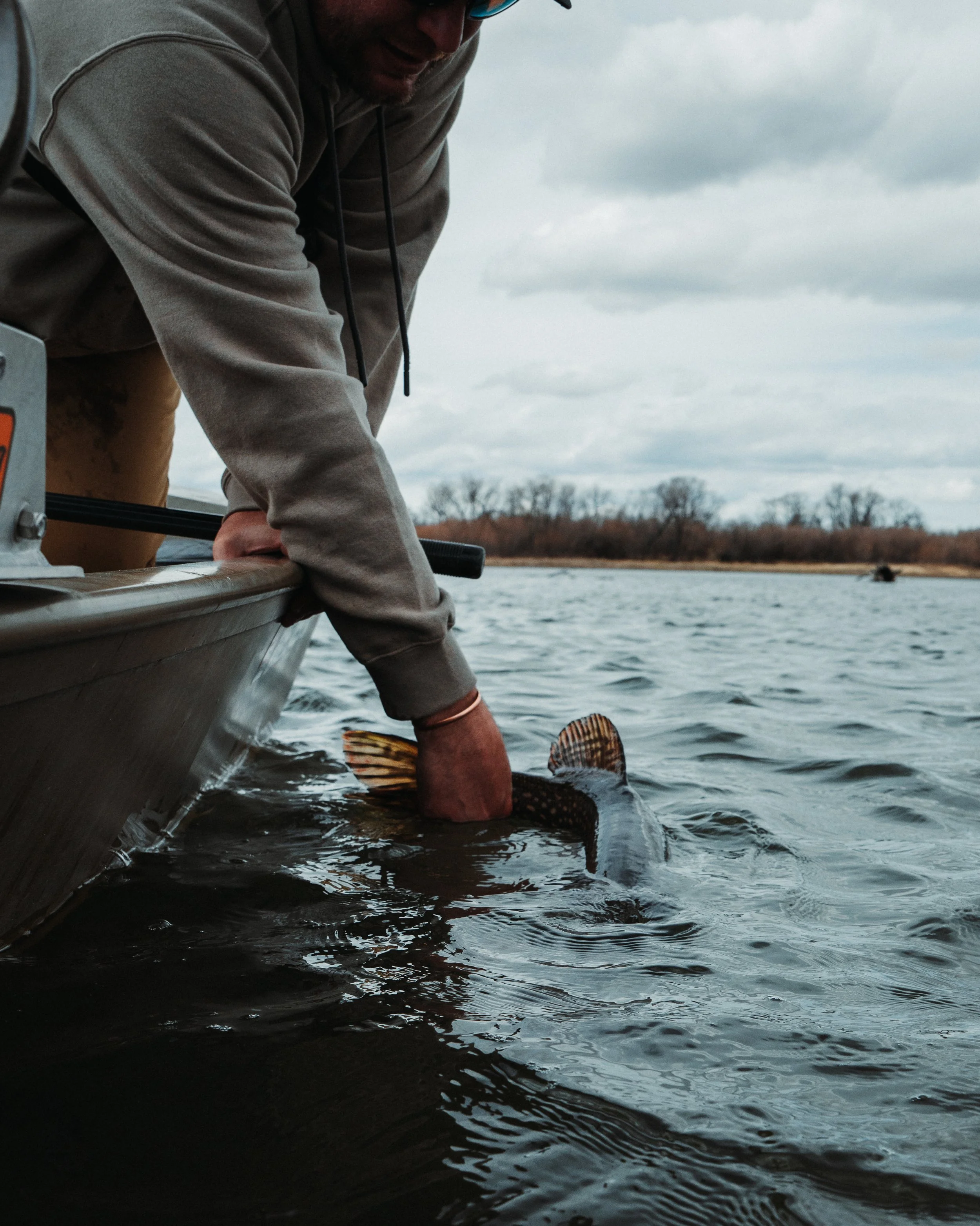Esox lucius
