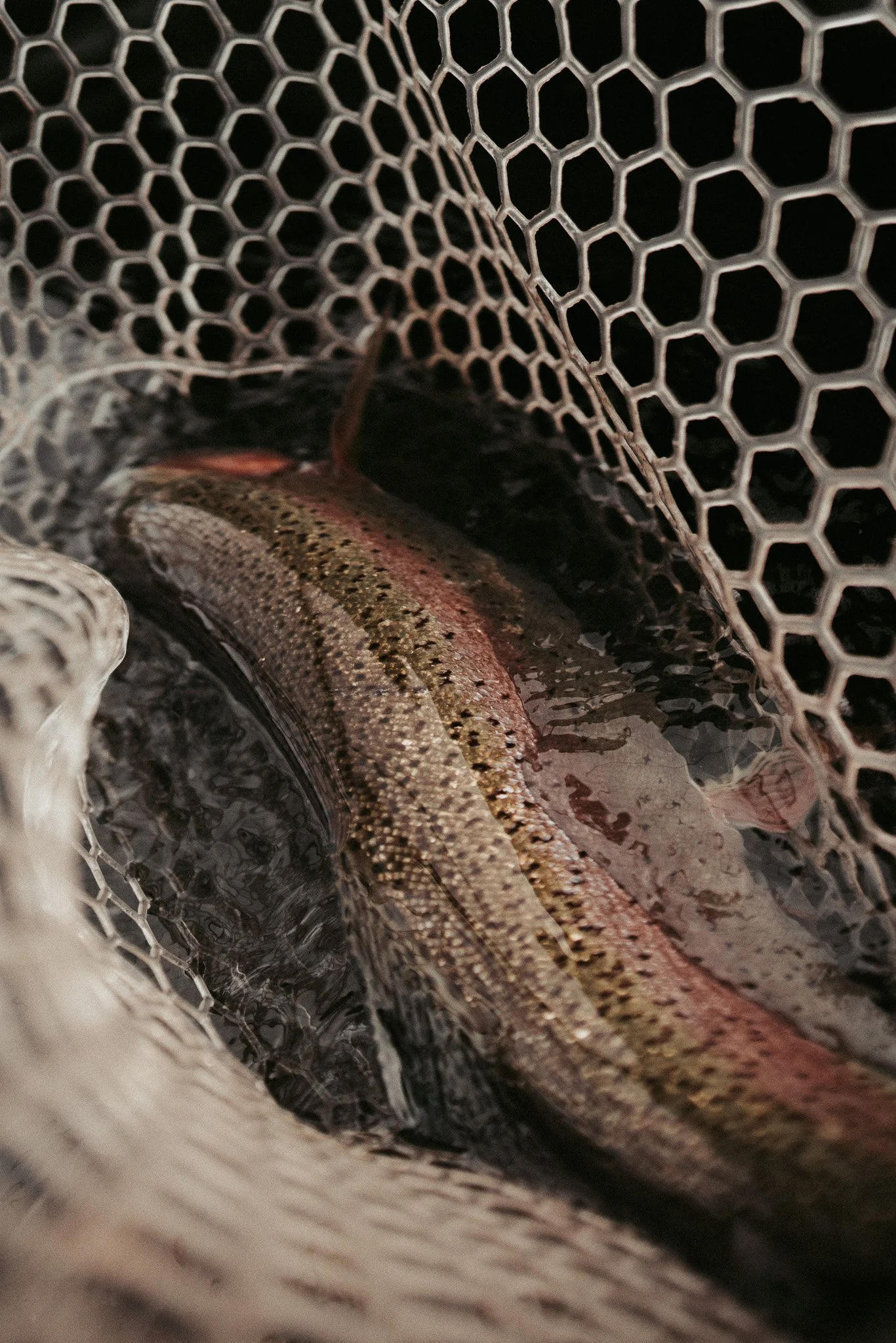 MO BOW