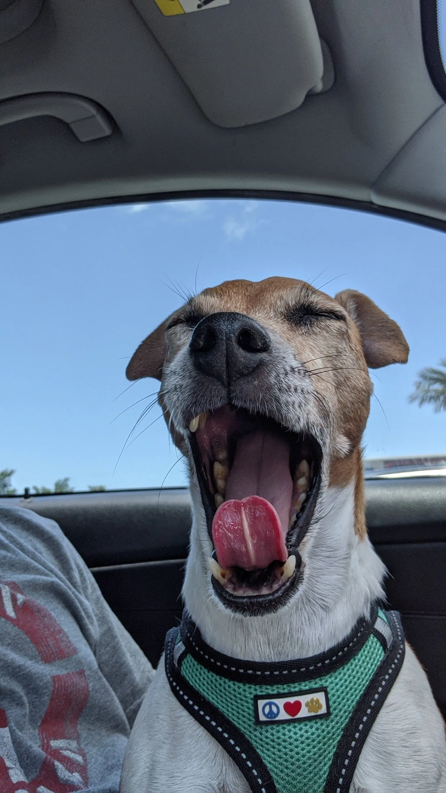 A happy dog with a tan and white coat and a black nose, yawning widely while sitting in a car. The dog is wearing a green harness with a label featuring a peace sign, a heart, and a paw print. The sky is blue visible through the car window.