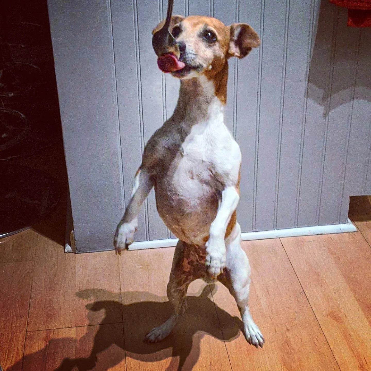 A dog standing on its hind legs in front of a gray wall, licking its nose with its tongue.