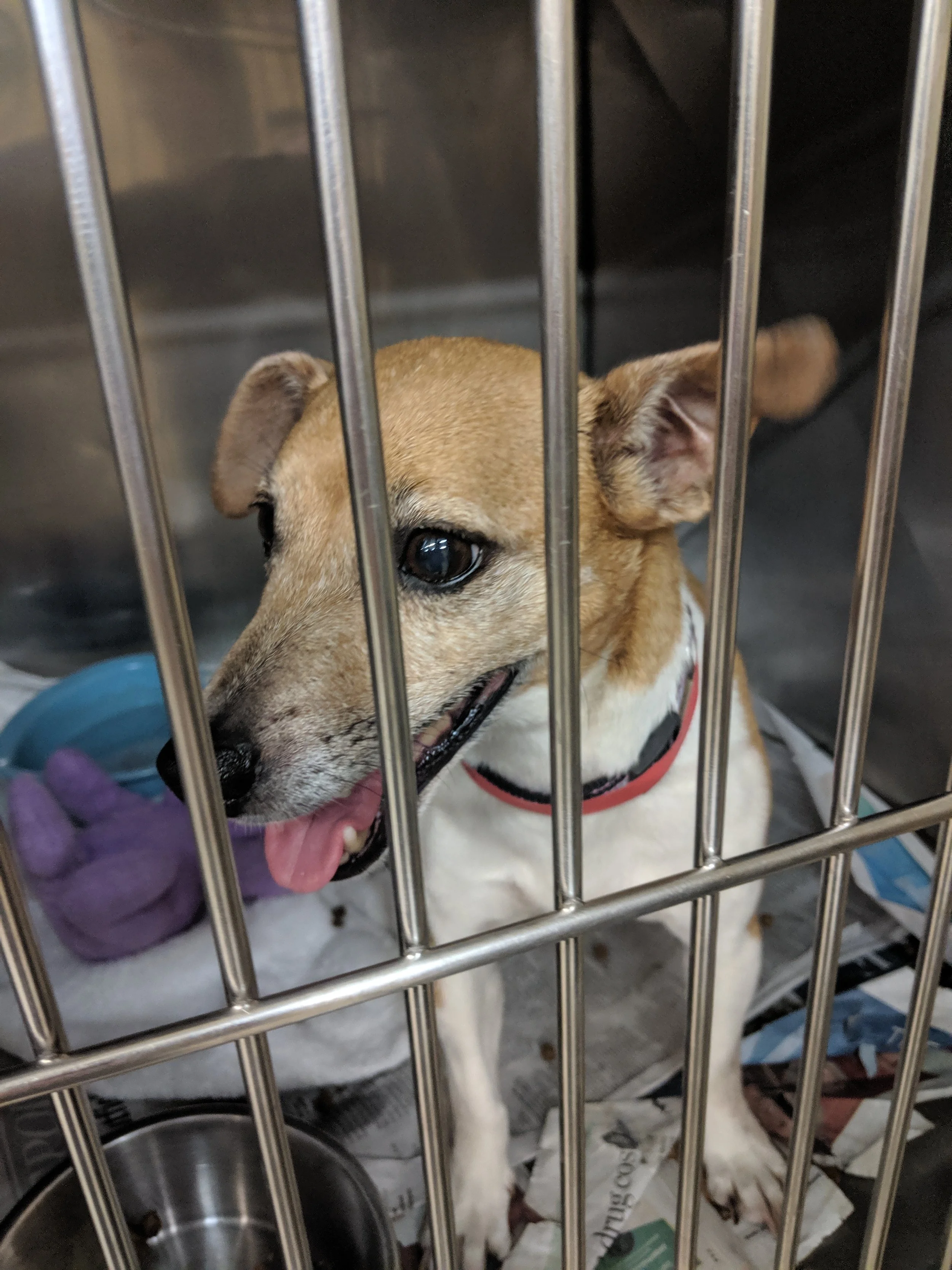 Young brown and white dog with a red collar inside a kennel, looking out through metal bars, with a water bowl and newspaper on the floor.
