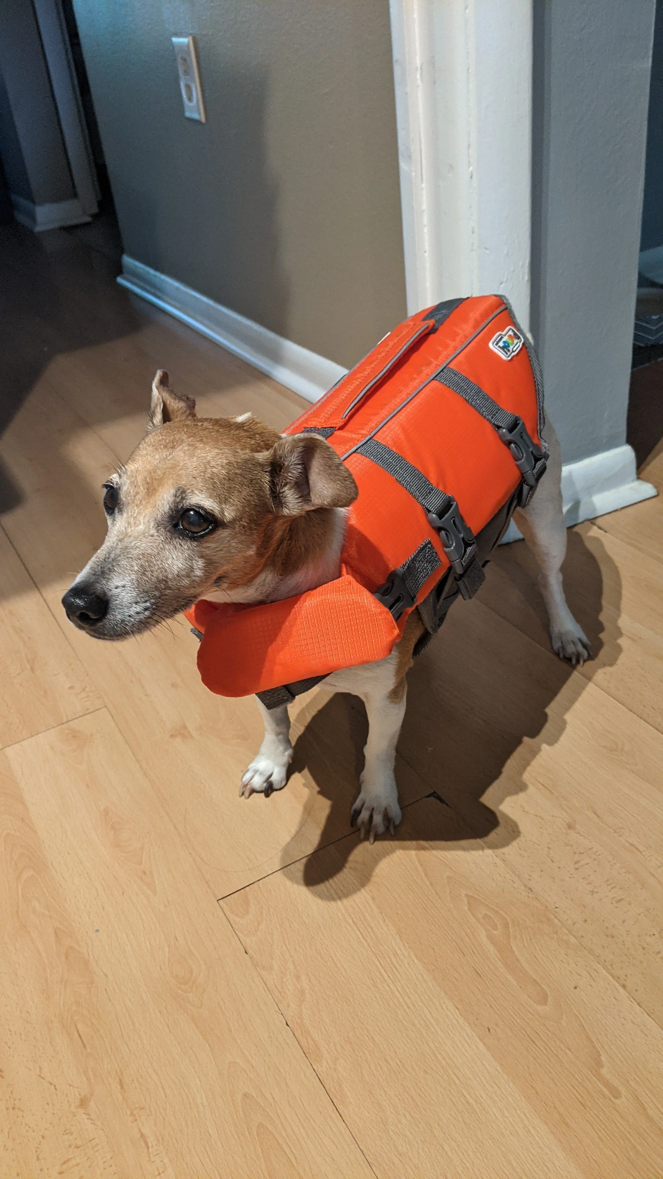 A small dog wearing an orange life vest, standing on a wooden floor near a gray wall and doorway.
