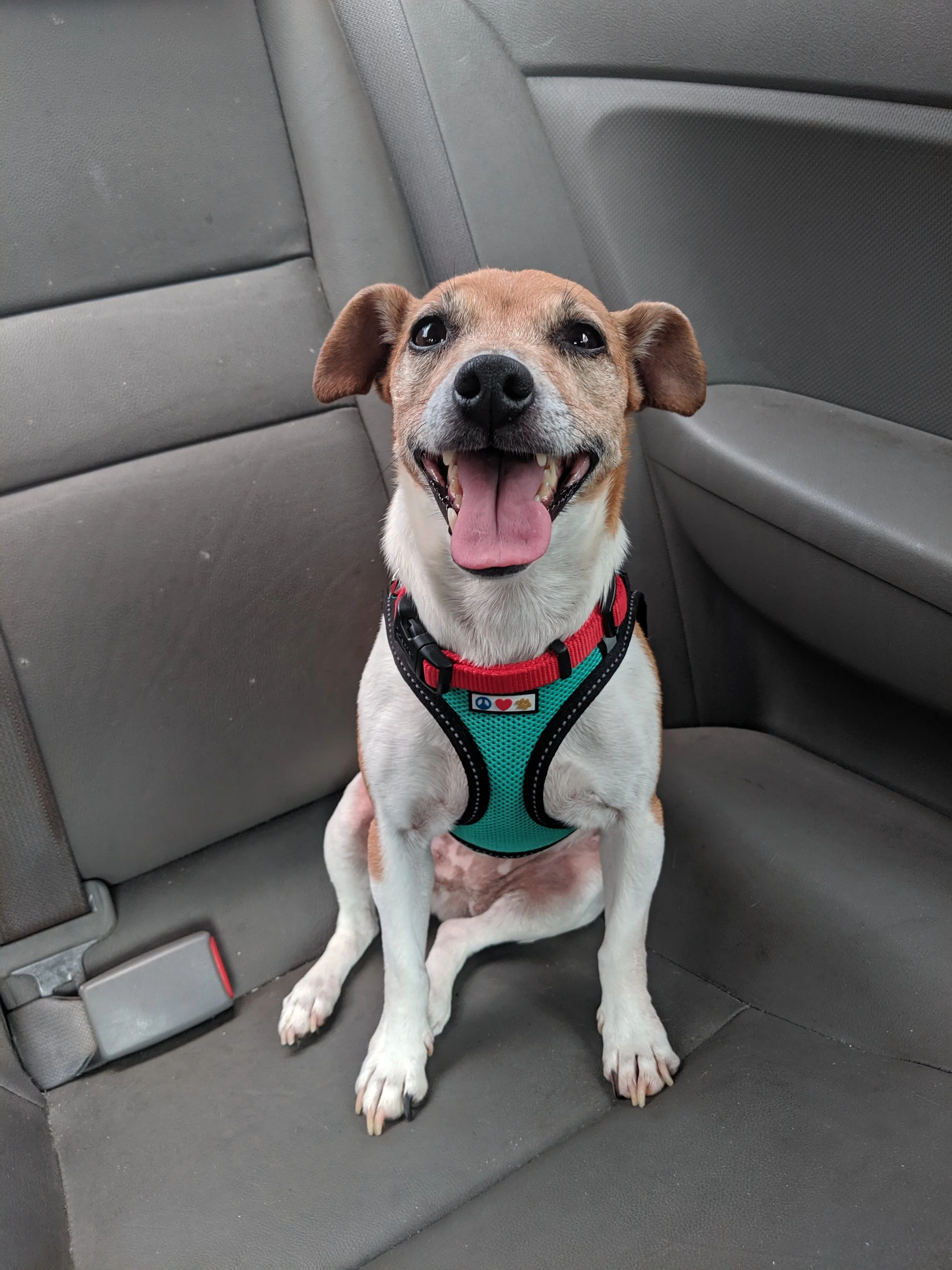 A happy small dog with brown and white fur, sitting on the back seat of a car. The dog is wearing a colorful harness and has its mouth open with tongue out.