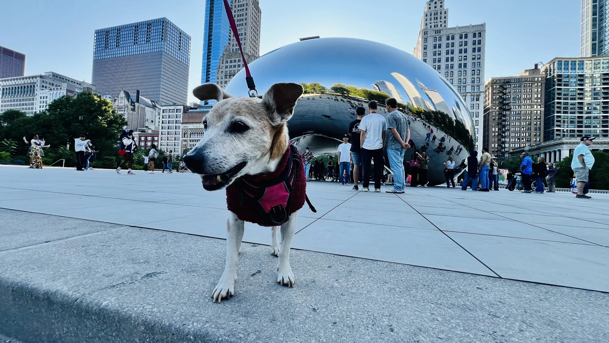 A dog with a red leash and harness standing on a city plaza with tall buildings, the Cloud Gate sculpture, and people in the background.