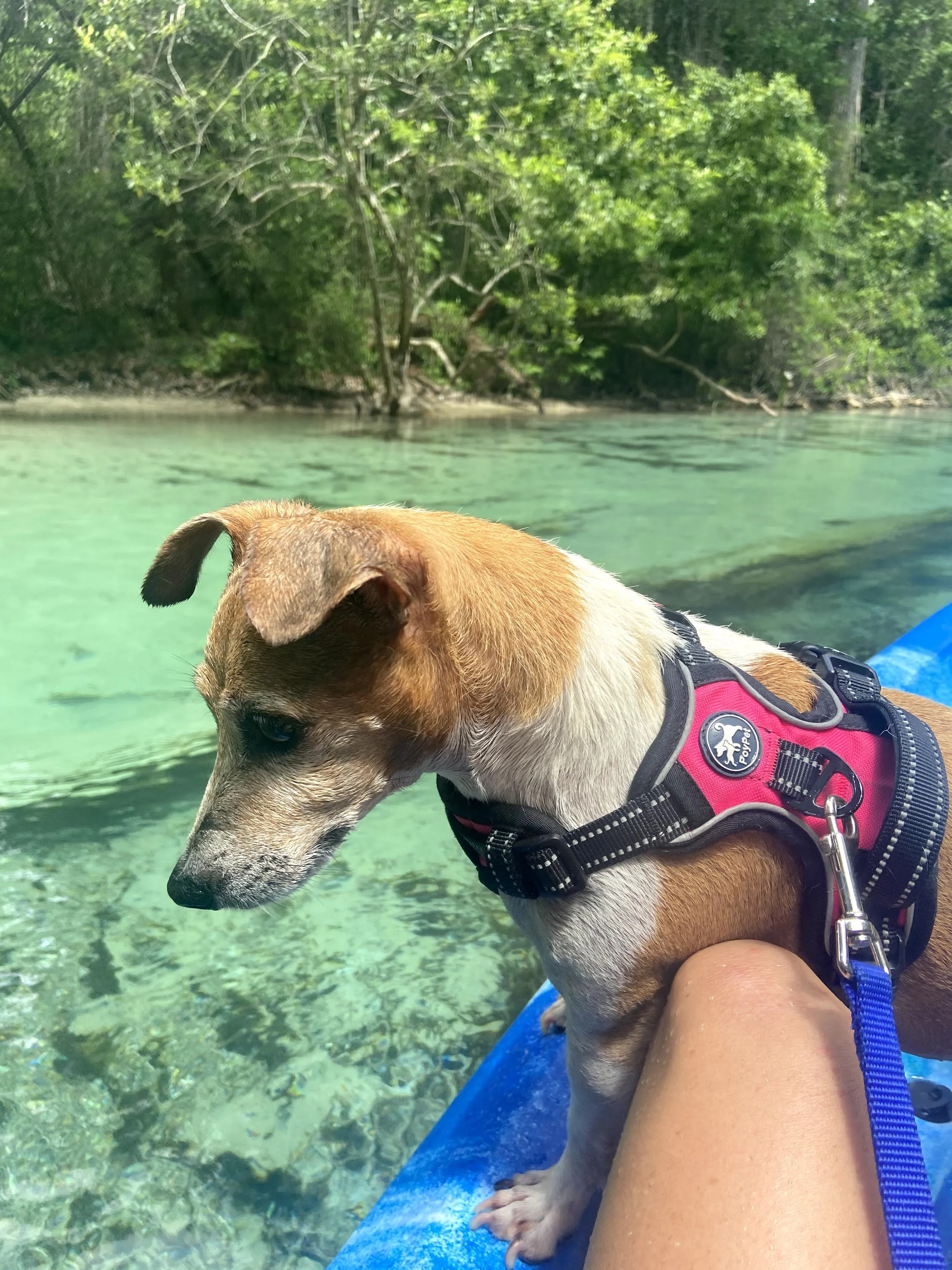 A small dog with a brown and white coat, wearing a pink harness, is sitting on a person's lap in a kayak. The kayak is floating on clear, green water with a dense, green forest in the background.