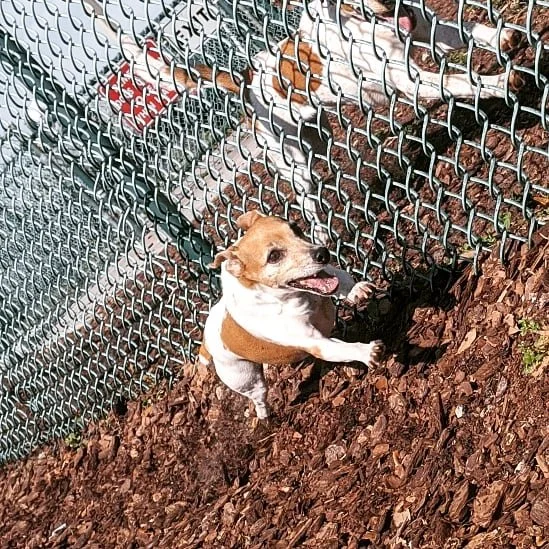 Small brown and white dog with a happy expression, standing on brown mulch, pressing against a chain-link fence.