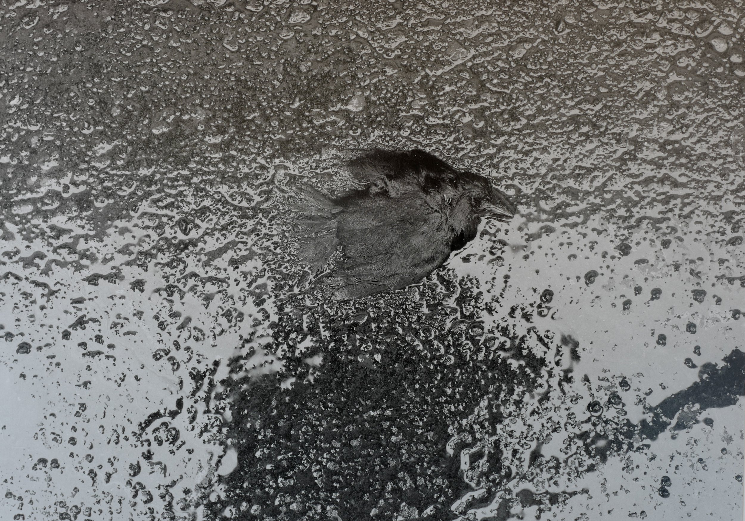 SANS TITRE 108, 2021, 50 x 60 cm