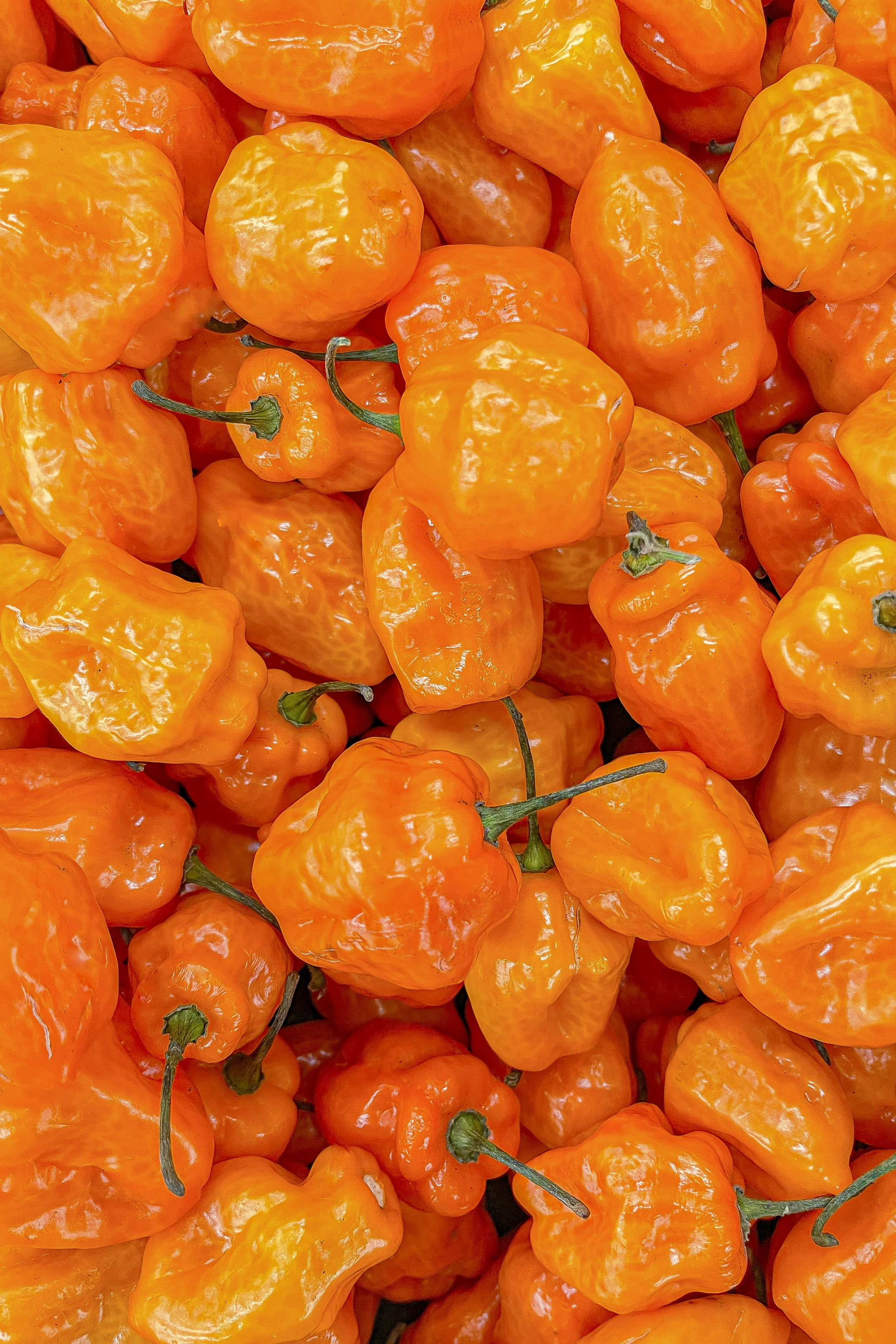 Close-up of multiple bright orange habanero peppers with green stems.