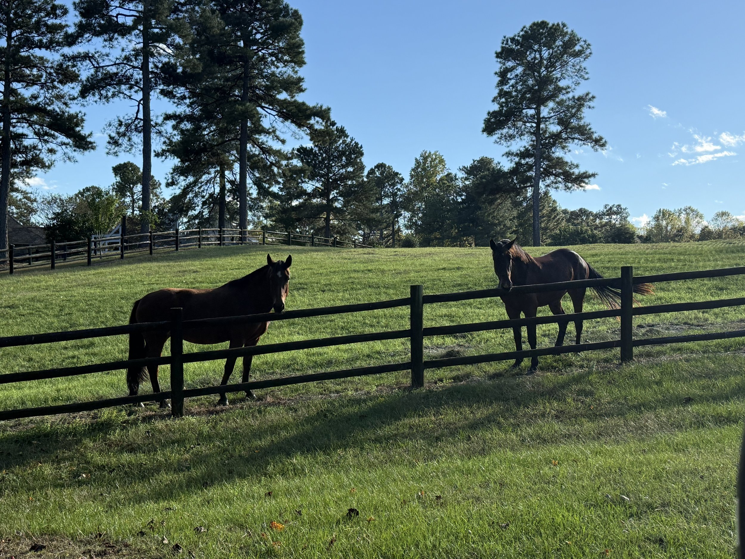 What’s the Scoop on Omega Fatty Acids?