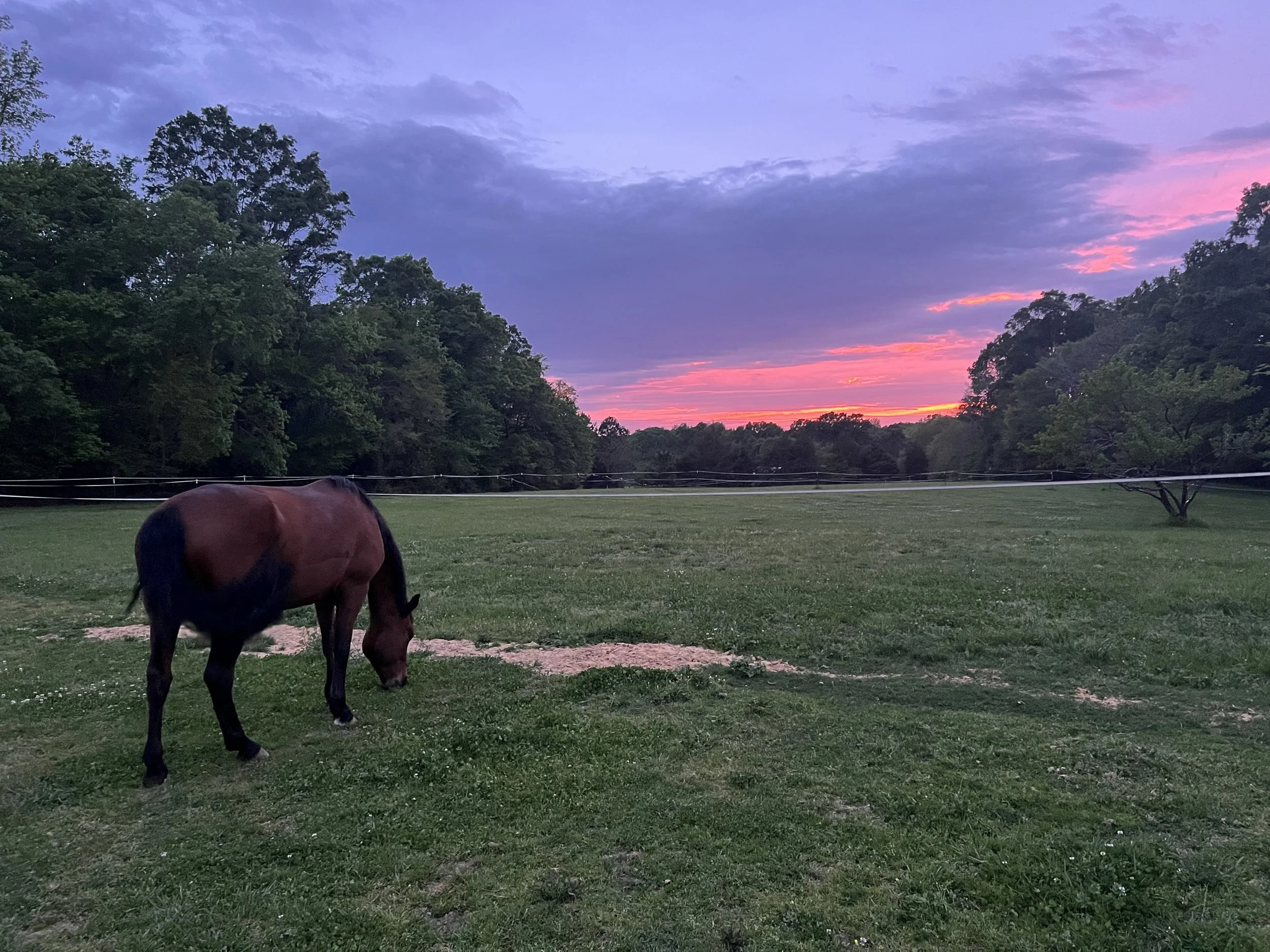 A Horse Walks Into a Bar…