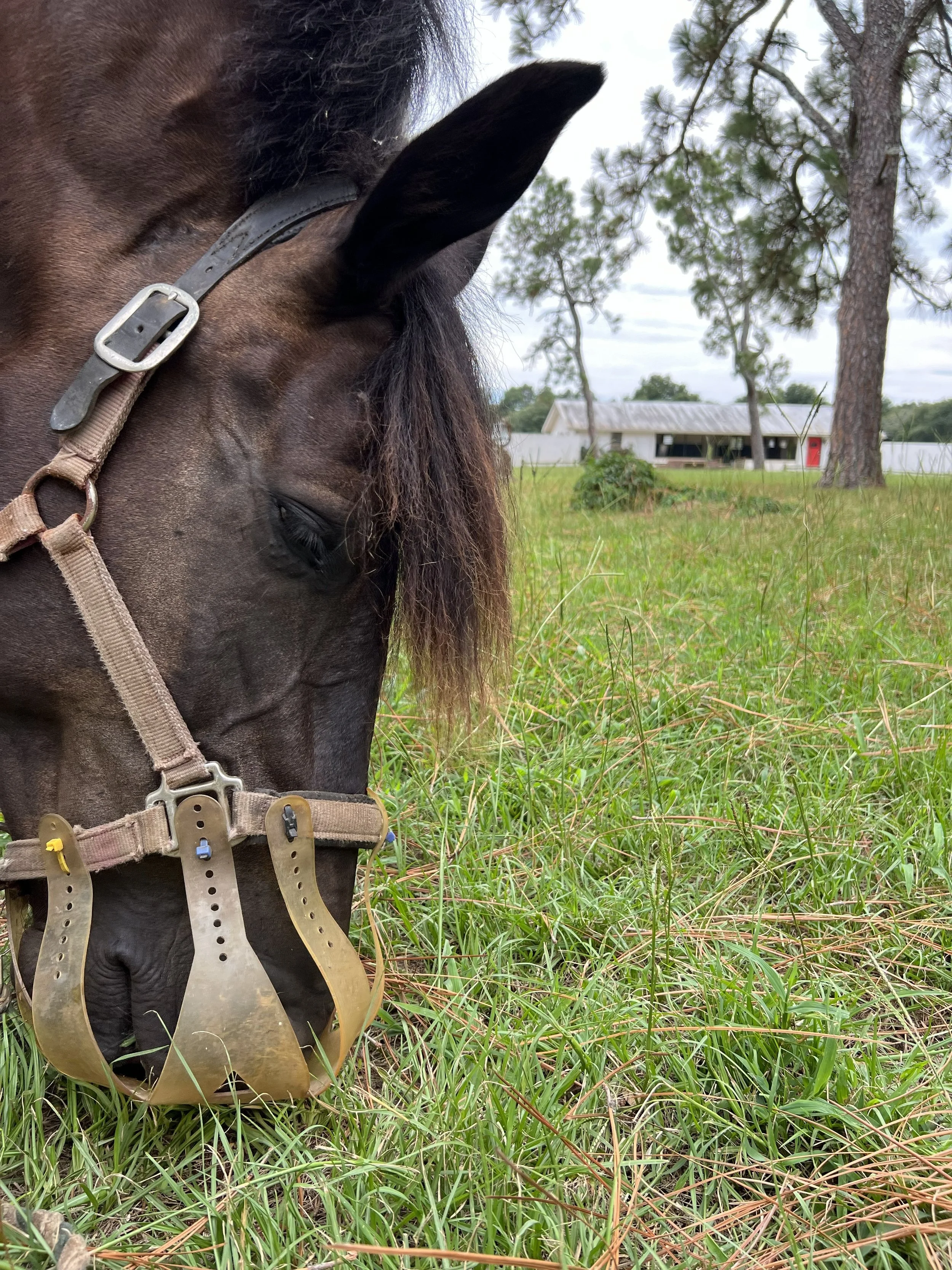 Come to CE with Me- PPID Update