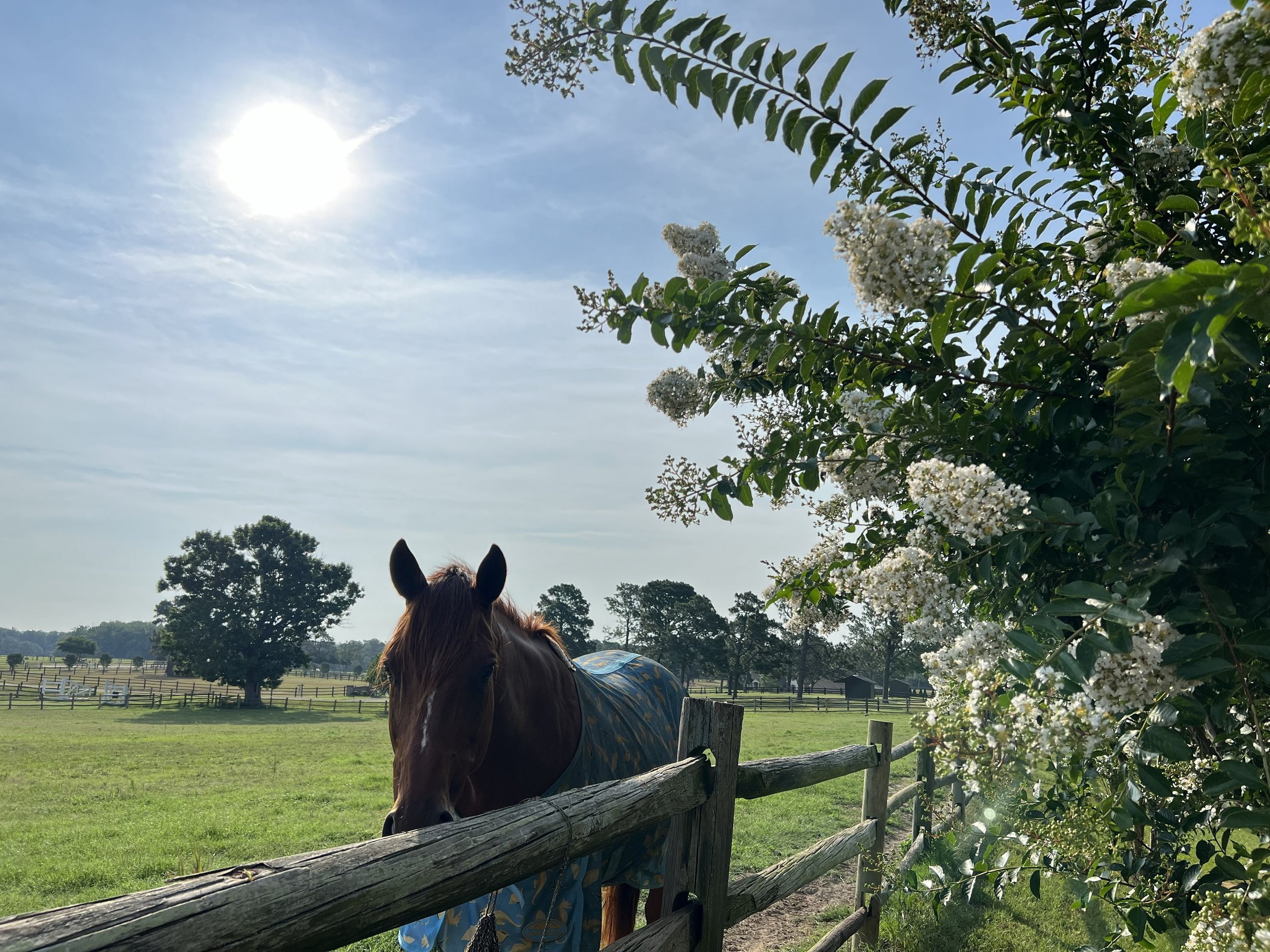 Come to CE with Me- PPID Update for Vets