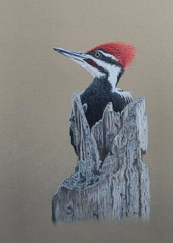 Pileated Woodpecker Colored Pencil Workshop with Chris Tolman