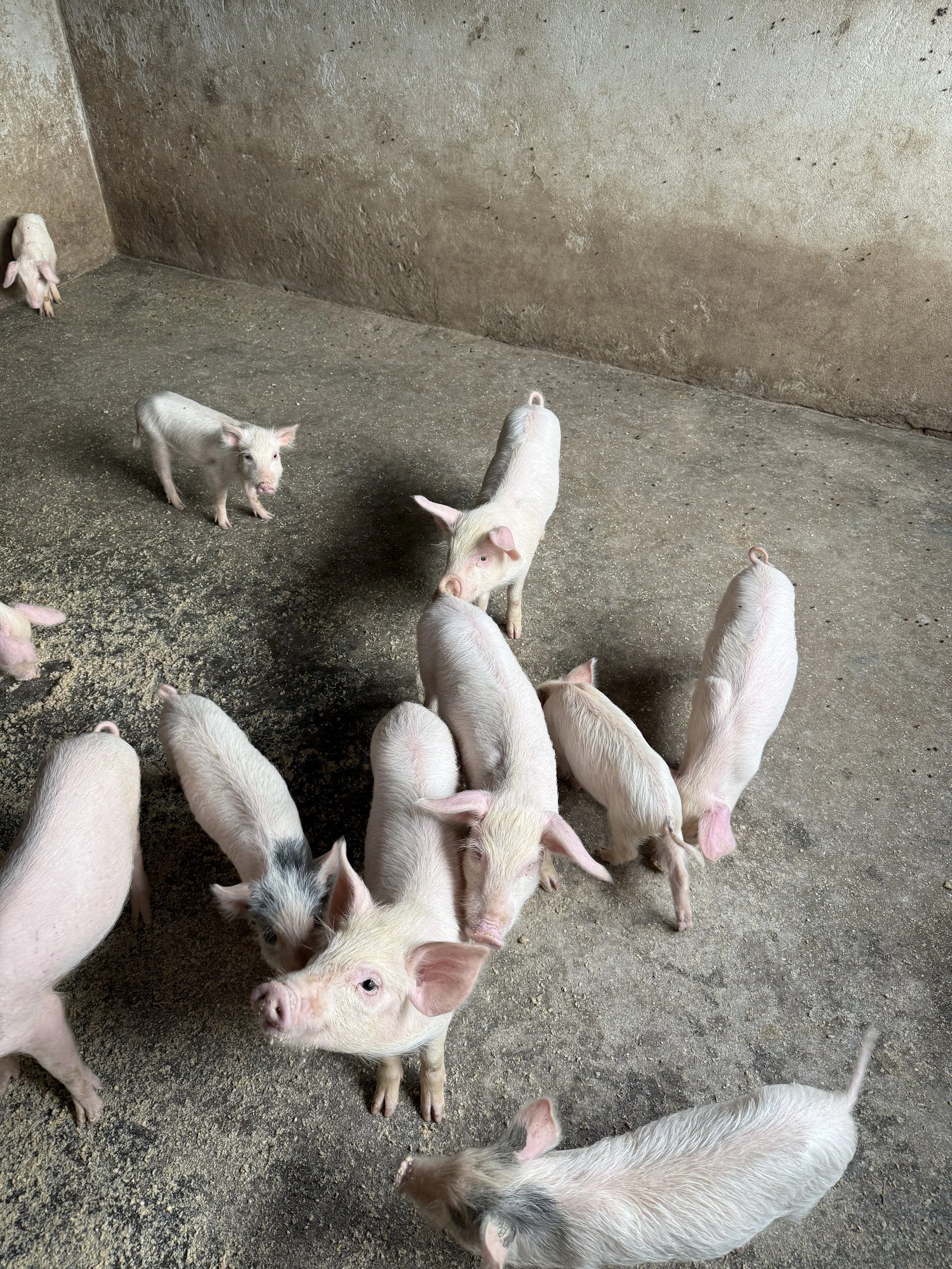 Several young pink pigs on a concrete floor in a pigpen, with some close together and others farther apart.