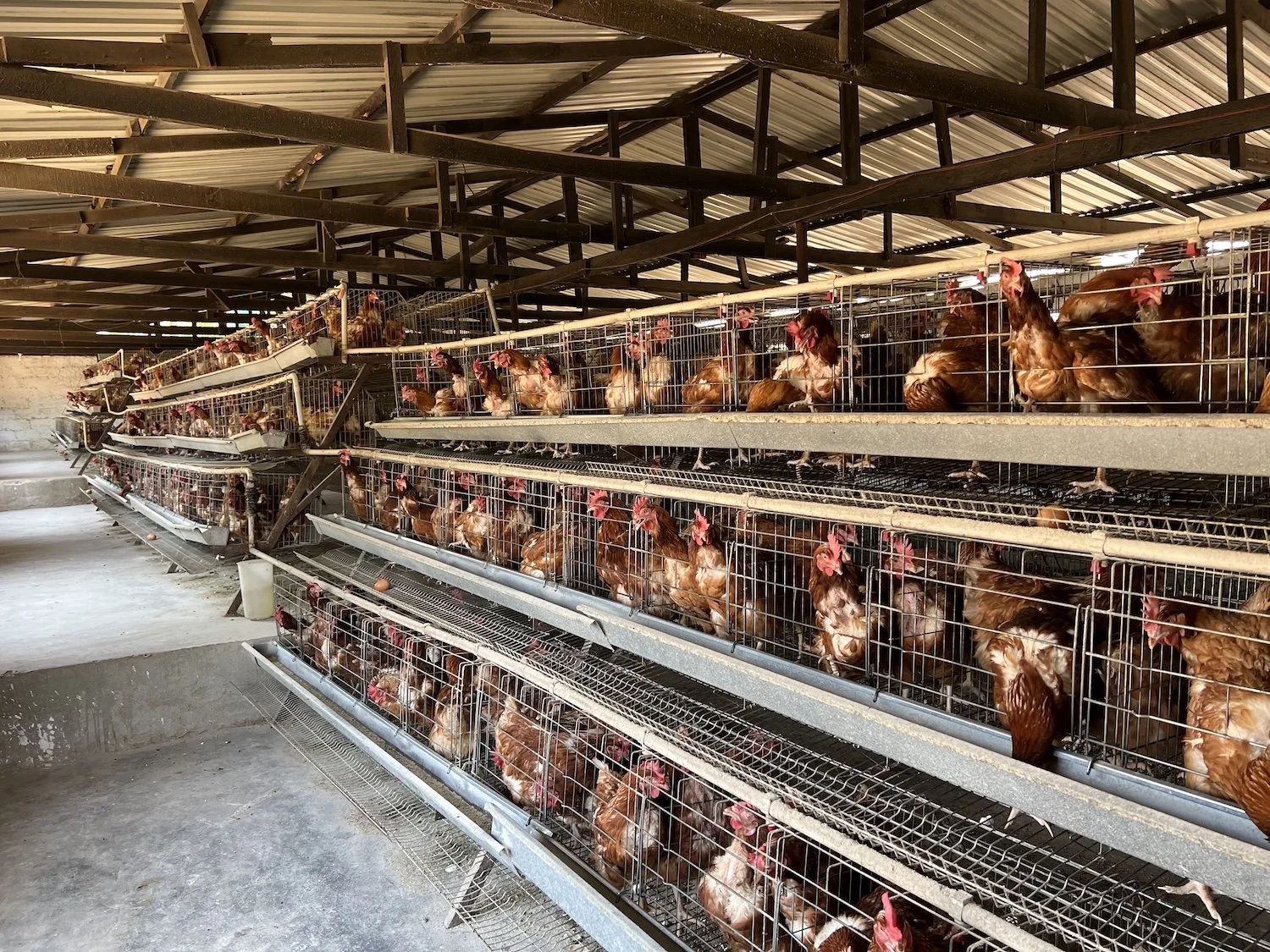 Layered cage system in a poultry farm with hens inside each cage.