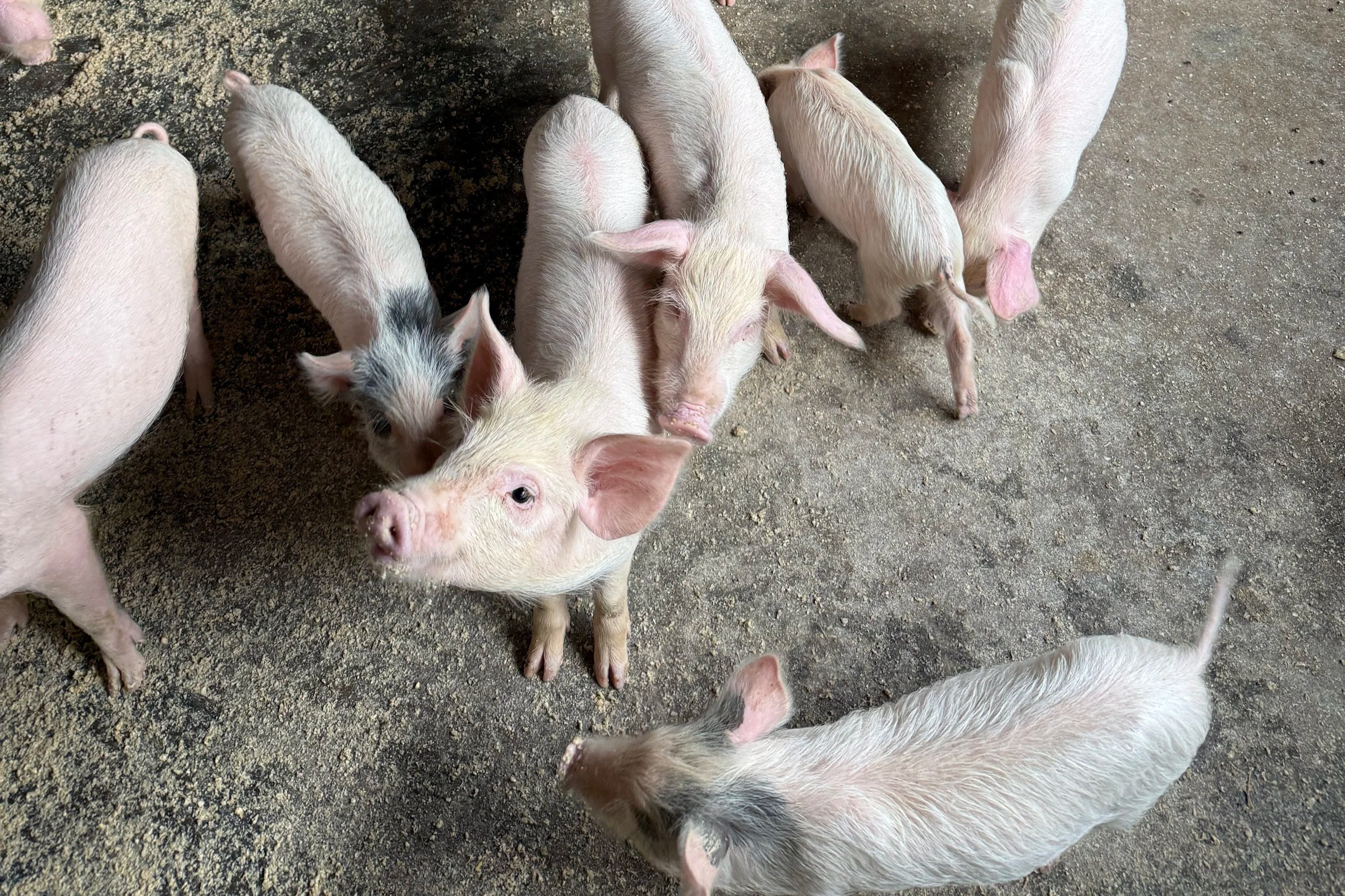 Group of piglets in a barn on concrete floor, some with spots and others pink, some facing the camera and some turned away.