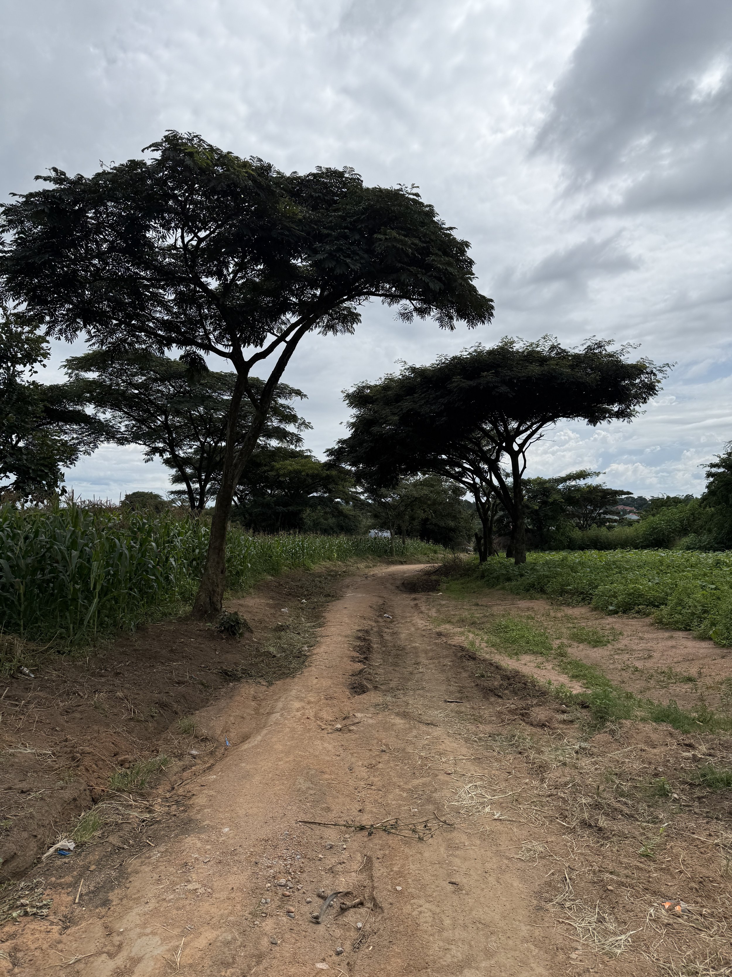 A dirt path running through a rural landscape with tall trees and green vegetation on both sides, under a cloudy sky.