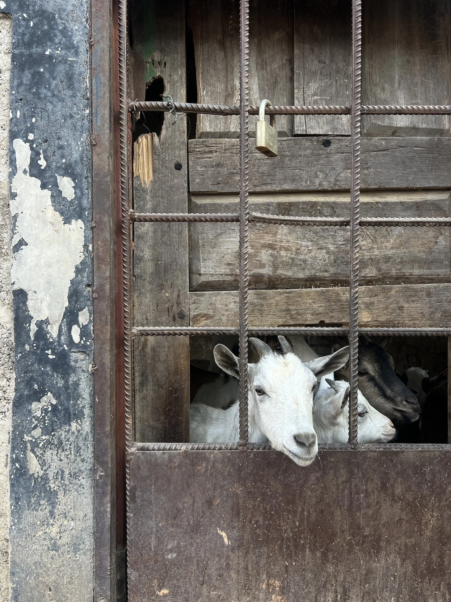 Several goats behind a metal and wooden gate, with one white goat prominently in front.