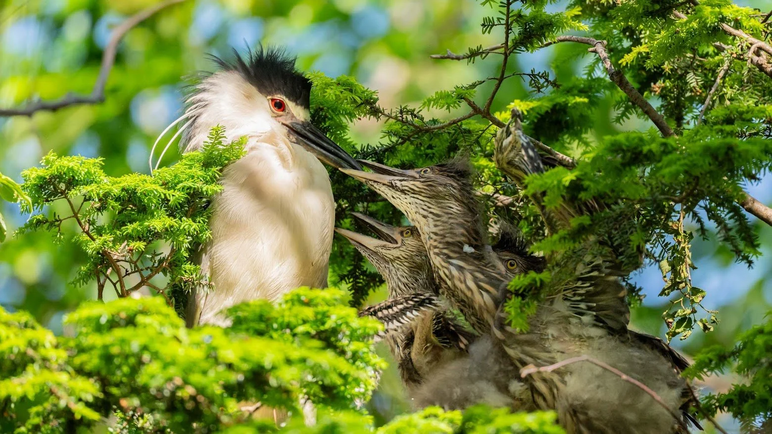 Heron adult feeding heron chicks
