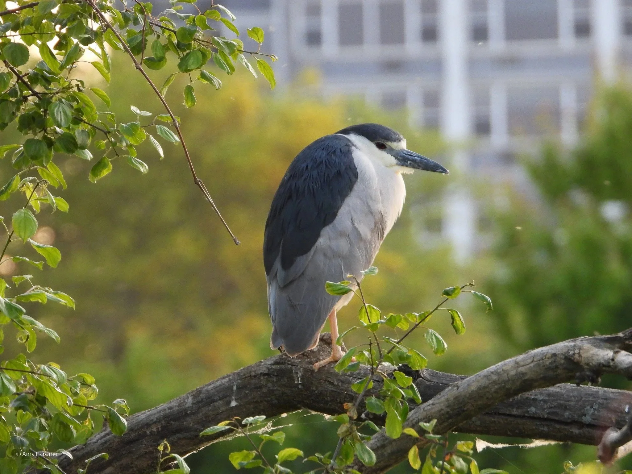 DSCN7920.jpg
