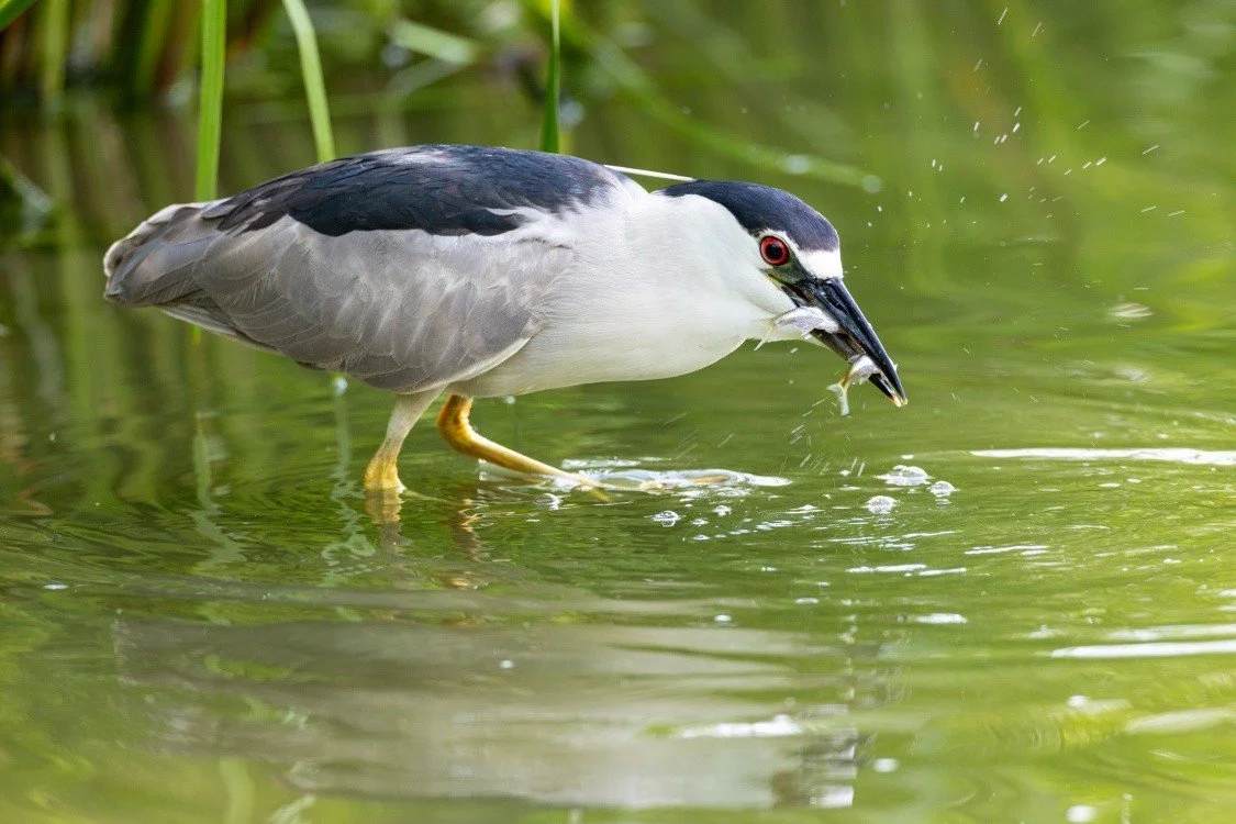 Two-fer! Happy Monday! May your week be filled with this kind of heron-luck!

We'll be spotting chicks and talking night herons tomorrow night back outside Lincoln Park Zoo along Stockton between Webster and Dickens - weather permitting - from 6 pm t