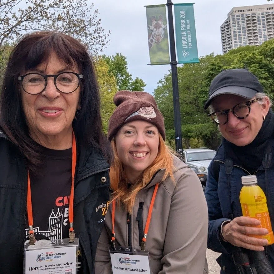 Qwok! Tonight's a roost! Volunteer Heron Ambassadors will be outside the Zoo and rookery along the Stockton sidewalk between Webster and Dickens starting at 6 pm until about 8. We'll be on the lookout for all kinds of activity, from chicks to would-b