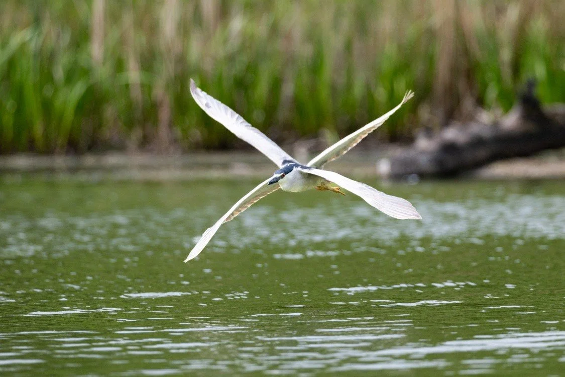 A night heron with four wings?! We're seeing double on North Pond!

With hungry chicks to feed at the rookery, parent herons are active during the day. 

But they have not developed an extra set of wings to speed things up. This was two adults vying 