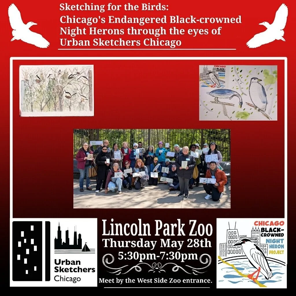 Oh my! There's so much action at the night heron rookery right now! 

Join us to sketch it with Urban Sketchers Chicago this Thursday! 

This will be Urban Sketchers third visit to collectively observe and document this special state-endangered bird 