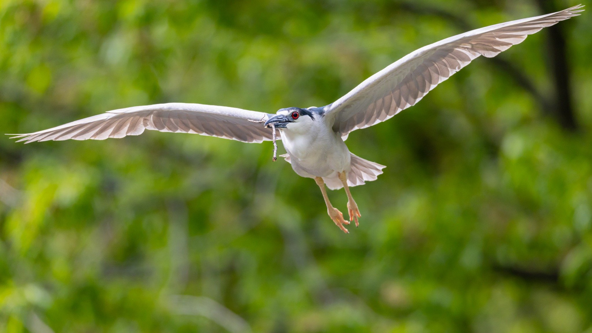 Sticks! 😍 If you&rsquo;ve visited the rookery recently, you&rsquo;ve likely spotted Black-crowned Night-herons flying overhead with nesting material galore. Males often gather sticks straight from the source by snapping them right off trees, then br