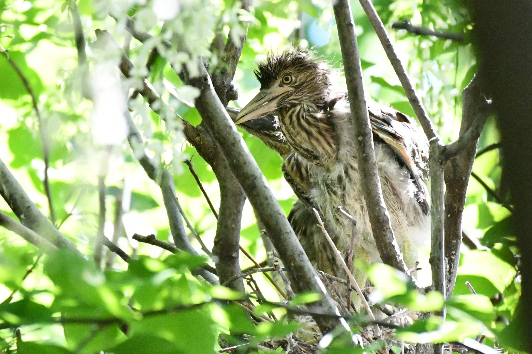 Hatching season is in full swing! Listen closely for the "chick-chick-chick" sound, and look for 3 to 4-week-old black-crowned night heron chicks climbing around their nests ("branching"). We&rsquo;re even starting to see some fle