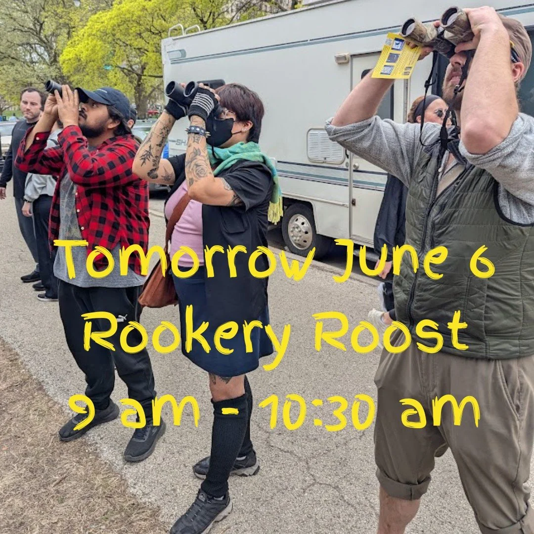 Qwok! The rookery season continues! Tomorrow morning volunteer Heron Ambassadors will be roosting outside the rookery along Stockton between Webster and Dickens from 9 am to 10:30 am. 

The multisensory experience - visual, audio, olfactory - of hund