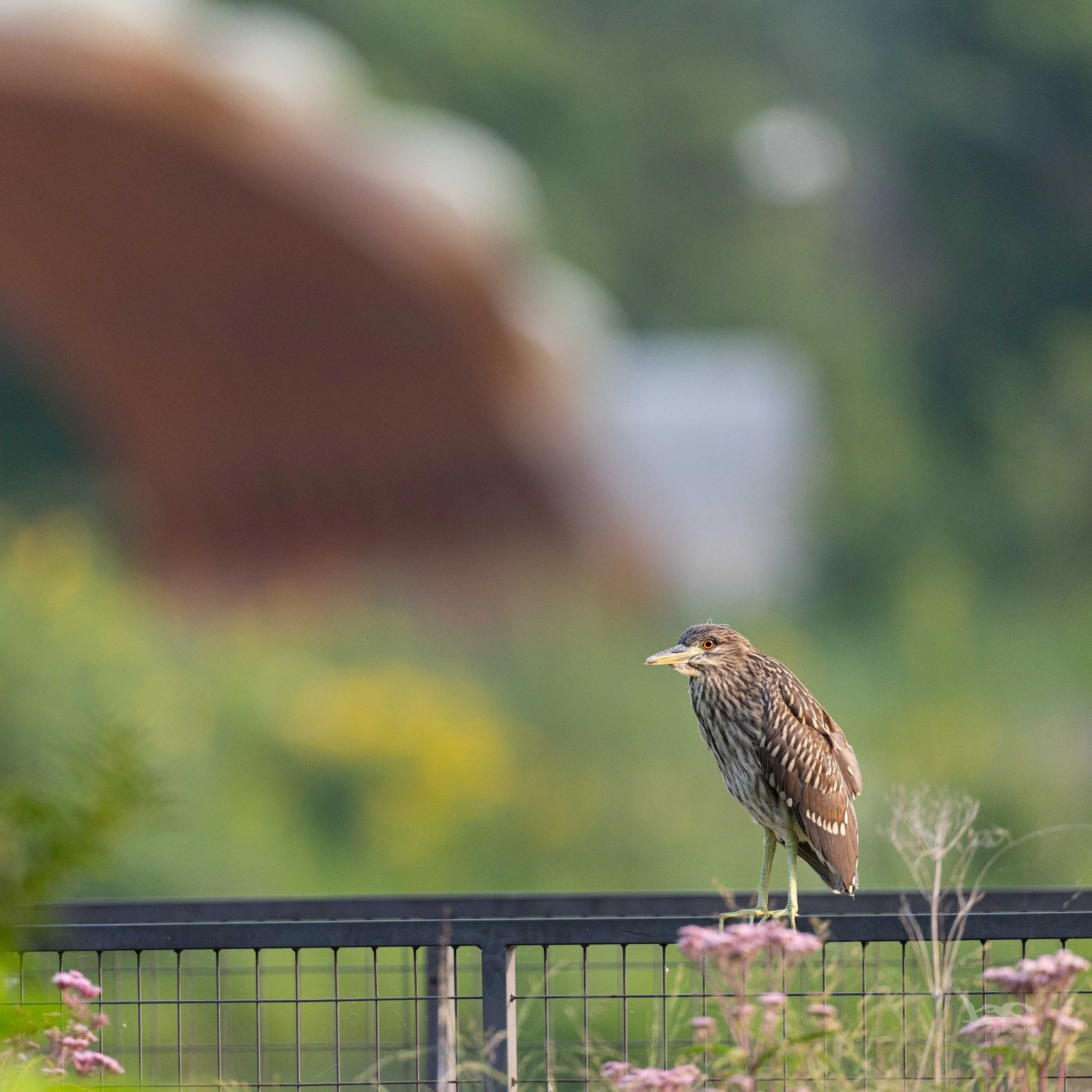 🪶 They&rsquo;re still here!

Young Black-crowned Night Herons are becoming more independent, exploring beyond the nest, and giving us a chance to experience this amazing moment in Chicago&rsquo;s wildlife season.

Join us tomorrow evening for a spec