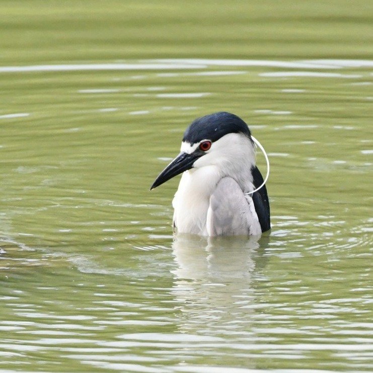 In case you missed it, brown feathers are *the look* this time of the season! 💅 In fact, approximately 85% of the herons remaining at the Rookery right now are juveniles....So where did all the adults go?!

Data shows that some adults take late-seas